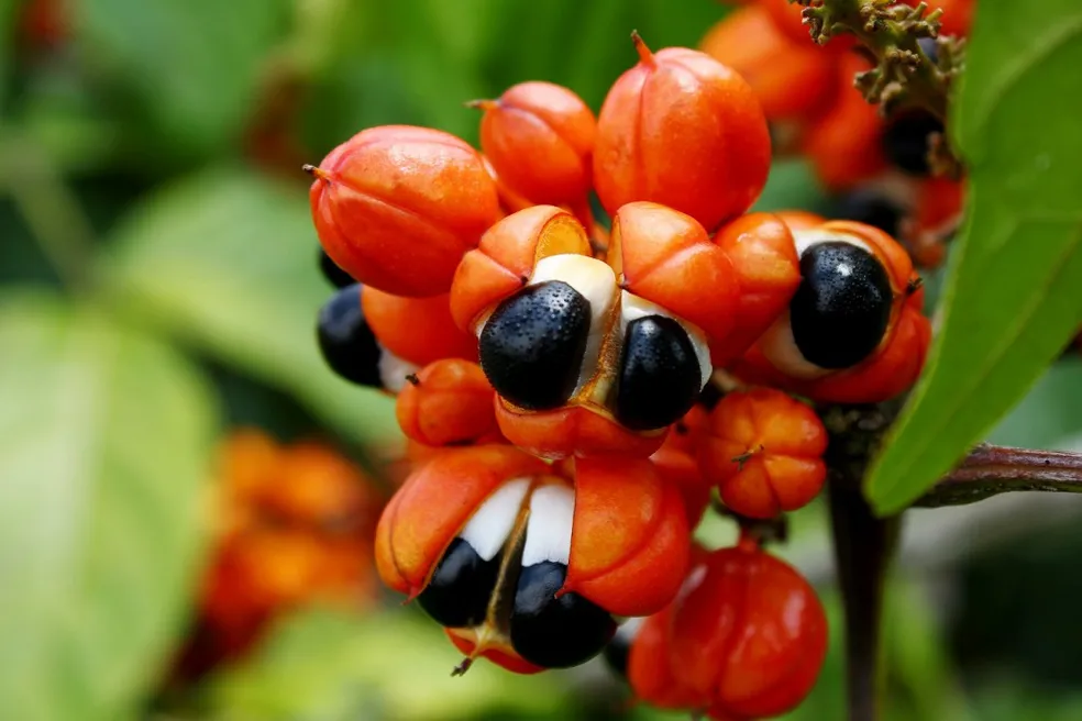 guarana 04